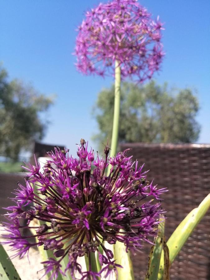 סקאנסאנו Agriturismo Podere Verdicchio מראה חיצוני תמונה