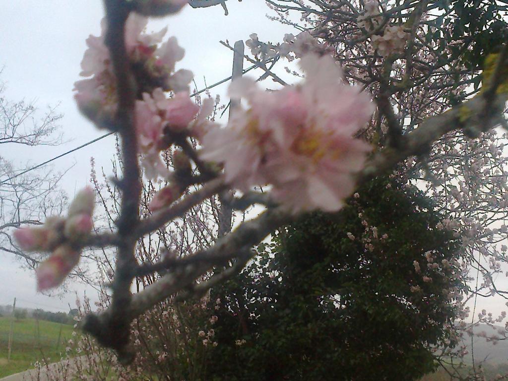 סקאנסאנו Agriturismo Podere Verdicchio מראה חיצוני תמונה